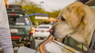 Convivir con un animal de compañía favorece la mejora del bienestar psicológico
