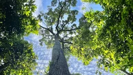 Buenas noticias: Las selvas podrían ser más resistentes al cambio climático de lo que creíamos