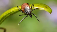 La primera vacuna 'contra las garrapatas', a un paso de aprobarse: podría frenar la enfermedad de Lyme