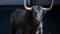 Estos son los ofensivos toros de José Escolar para comenzar la última semana isidril: Horarios y dónde ver por TV