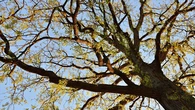 La ley lo confirma: ¿qué ocurre si las ramas de un árbol de tu vecino invaden tu jardín?
