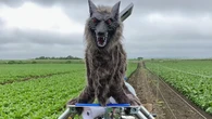 Japón no da abasto fabricando lobos robot para evitar los ataques de osos a humanos