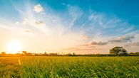 Científicos advierten que el calentamiento global amenaza uno de los cultivos clave del planeta