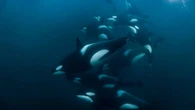 Cuando la evolución cierra la puerta: por qué los delfines y orcas nunca volverán a tierra