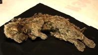 El sorprendente caso del león de las cavernas que se recuperó de una fractura hace 190.000 años