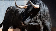 Estos son los serios toros para la única bala de un cartel inédito hoy en Madrid: Horarios y dónde ver por TV