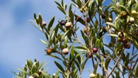 Qué hay que plantar para que crezca un olivo: no es un hueso de aceituna y poca gente lo sabe
