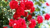 Qué cuidados necesitan y cómo mantener los rosales tras la primera floración para seguir dando flores todo el verano
