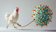 La gripe aviar H5N1 ya está en todos los continentes: Australia confirma primer caso en un ave migratoria muerta