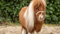 Pumuckel, el caballo más pequeño del mundo