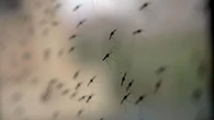 No son mosquitos gigantes: la verdad sobre el insecto que invade nuestros hogares con la llegada del calor