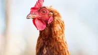 La gripe aviar se desata en Europa: muerte masiva de aves y sacrificios preventivos en Alemania