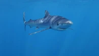 Un tiburón sorprende a decenas de bañistas en una playa española: los expertos explican por qué ocurrió