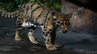 Un zoo de Miami acumula más de diez infracciones federales tras la muerte de un capibara y la amputación a una pantera en peligro de extinción