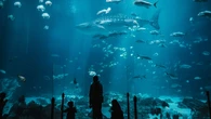 Visita un acuario en Islandia y lo califica como el más lamentable de Europa: "Chiquita estafa"