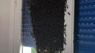 Así es el operativo de los Bomberos para retirar un gran enjambre de abejas en el interior de una vivienda