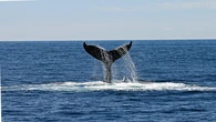 Descubren en Noruega una gran estructura submarina que podría revelar cómo se cazaban ballenas en el pasado