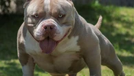 El brutal ataque de un perro deja a una mujer sin piernas ni brazos en Francia