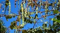 ¿Para qué sirve el algarrobo? El árbol mediterráneo que fue "comida de pobres" y huele a semen