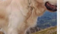 La Guardia Civil pide ayuda para localiza al perro de una montañera navarra muerta en un accidente en Panticosa