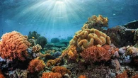 Alerta de EE UU: "El Niño" podría provocar en los próximos meses el blanqueamiento global de corales