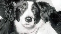 Cuando el héroe del Mundial es un perro: el triste final de Pickles, que "ganó" la copa del 66