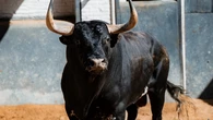 Estos son los serios toros elegidos para la gesta de Borja Jiménez esta tarde en Las Ventas: Horario y dónde ver por TV