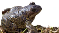 Una mujer de 82 años es hospitalizada tras ingerir ocho ranas vivas para curar el dolor de espalda