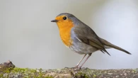Las dos frutas que transformarán tu jardín en un paraíso de aves