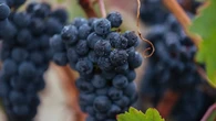 La cosecha del siglo: la añada 2025 de Rioja es oficialmente "Excelente"