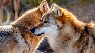 El informe sexenal a la Unión Europea sobre el lobo, retrasado de nuevo por los incendios
