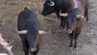 Seis toros de Miura por encima de los seiscientos kilos protagonizan el encierro de este lunes