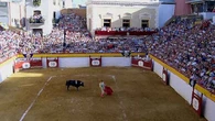 Diez festejos para la Feria de las Novilladas de Algemesí