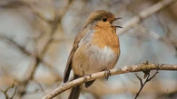 Un hombre logra salvar la vida a un pájaro moribundo gracias a ChatGPT: "No podía dejarla allí tirada"
