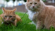 Más mano dura con la libertad de circulación de los gatos