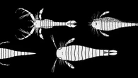 Arqueólogos hallan en España el fósil de escorpión más grande nunca visto : "El secreto mejor guardado de la paleontología"
