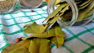 Cocinar laurel con menta en casa: ¿para qué sirve y por qué se recomienda?