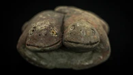 Descubren singular estatuilla de sapos que confirma culto al agua hace 3.800 años en Perú