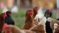 ¿Tienes gallinas o aves en España? Estas son las zonas con más riesgo de contagio por Gripe Aviar