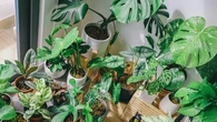 Ni fertilizante ni poda: el sencillo gesto con vinagre blanco que puede mejorar el aspecto de tus plantas
