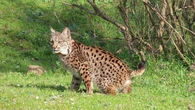 Los científicos no dan crédito con los linces ibéricos: descubren un nuevo ritual entre los carnívoros