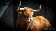La CEOE convoca a los líderes del sector taurino para medir el impacto real del toro en el PIB
