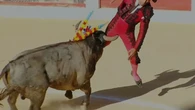 Fernando Sánchez sufre una cornada inguinal de un "victorino" en la plaza de Bocairent