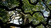 Muere el legendario roble de Robin Hood: el histórico árbol de Sherwood se apaga tras 1.200 años de vida