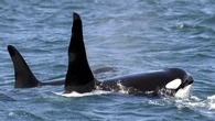 ¿Por qué las orcas chocan contra veleros pero ignoran a las personas? La ciencia rompe el mito: "No son agresivas, solo buscan juego"