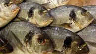 “Los jóvenes no sabéis pedir pescado”: el consejo viral de una pescadera sobre la dorada