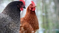 Tres nuevos casos de gripe aviar en aves silvestres de Cantabria y Galicia