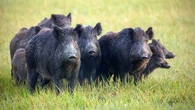 La Ley de Bienestar Animal endurece las sanciones por criar animales silvestres sin autorización: así se tipifican las infracciones graves