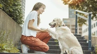 Investigaciones apuntan a que el contacto con perros podría tener efectos positivos en el estrés y el envejecimiento
