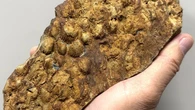 Un hallazgo histórico confirma que Madrid estuvo bajo el mar hace 460 millones de años